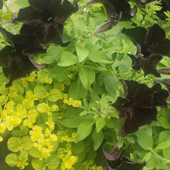 Meet the posher - Picture 5 of 8